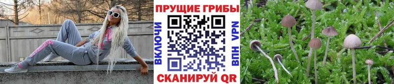Псилоцибиновые грибы мицелий  Чадан 